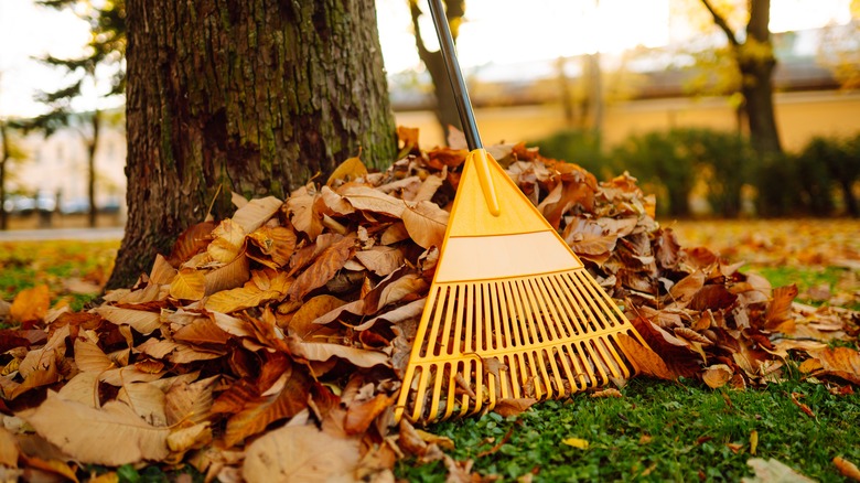 A rake and a leaf pile near a tree