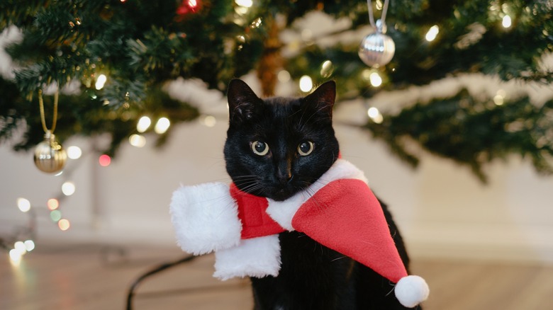 Cat sitting under Christmas tree