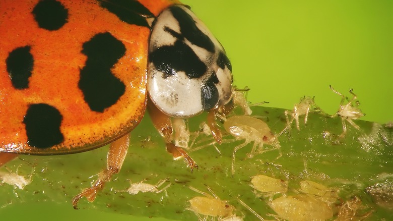 ladybug eating aphids