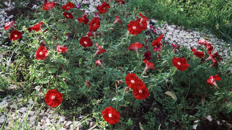 Bed of red petunias