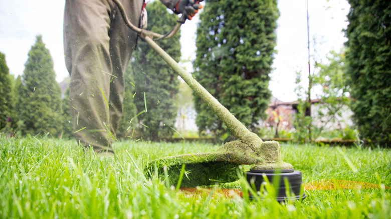 person trimming grass