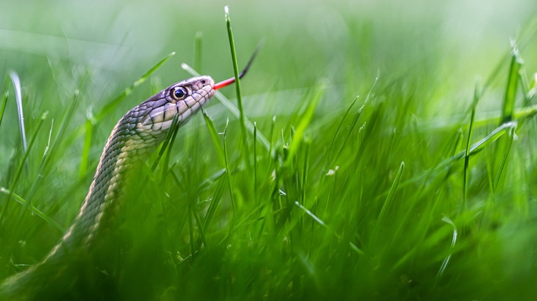 snake slithering through grass