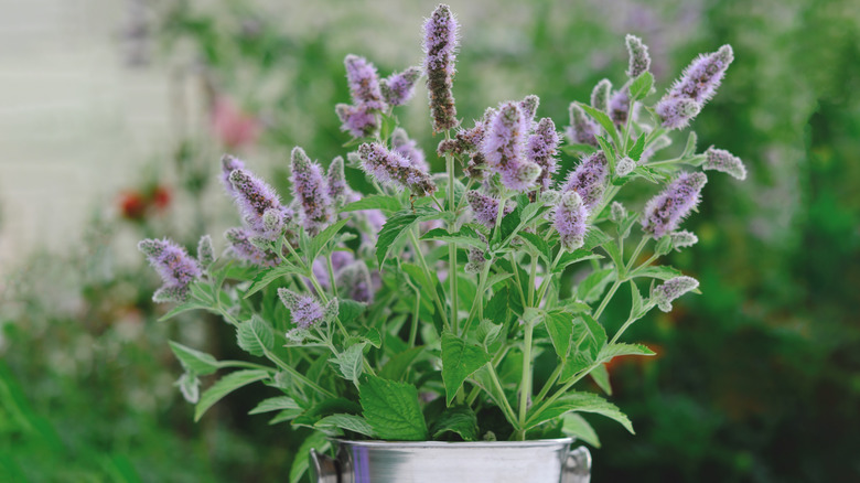 Catnip plant with purple flowers