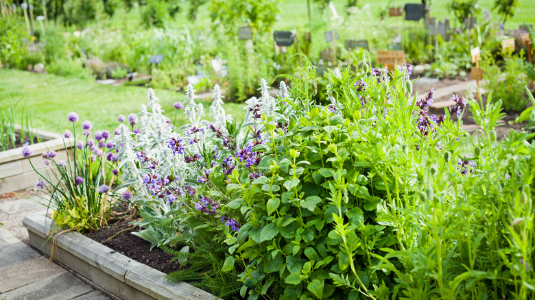Herb garden with catnip
