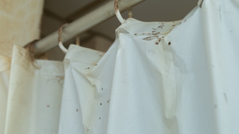 Moldy shower curtain on rings