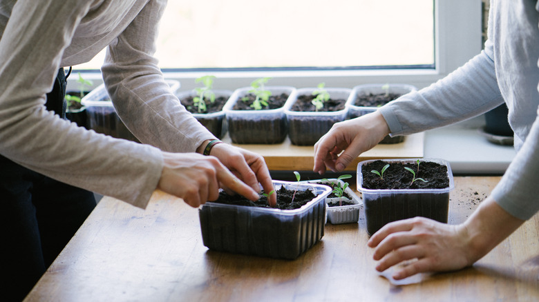 People looking at seedlings