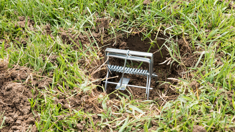 mole trap in ground