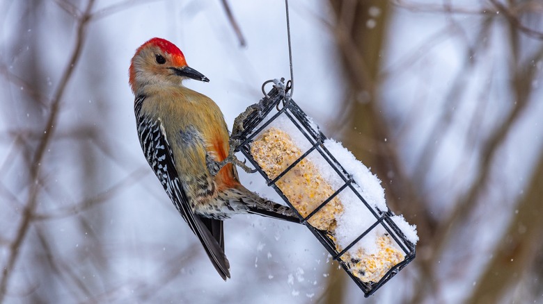 Woodpecker on suet feeder