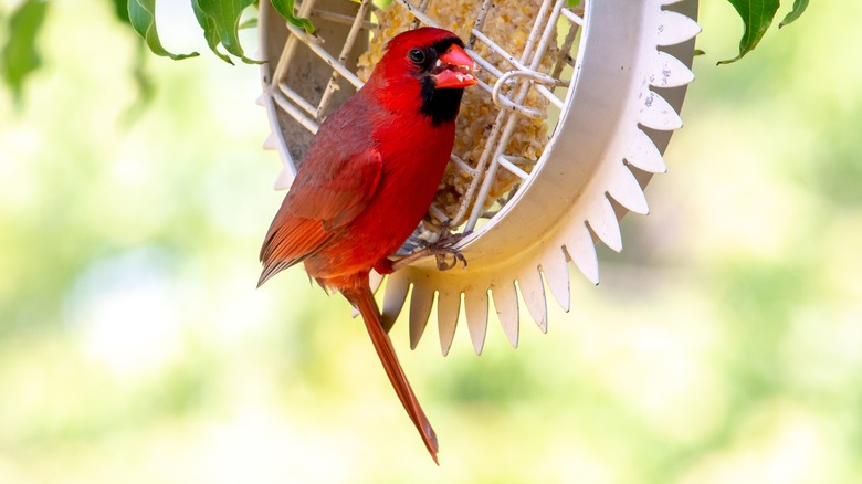 Cardinal at suet feeder