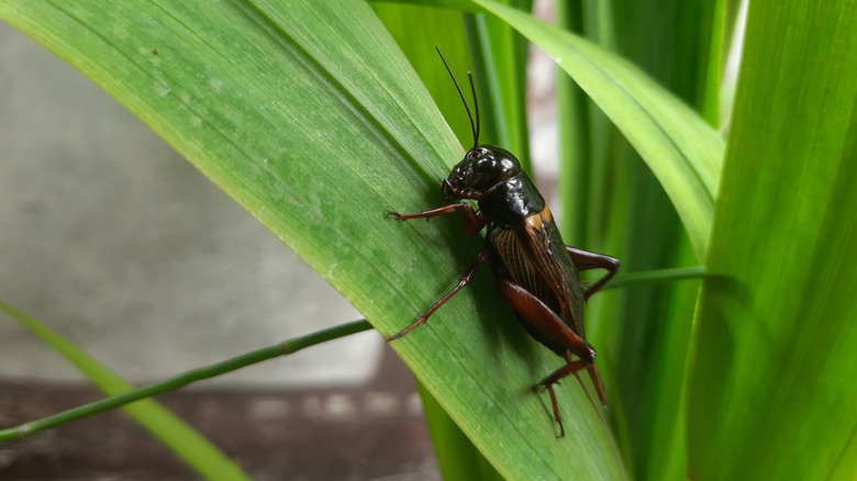 Cricket on leaf