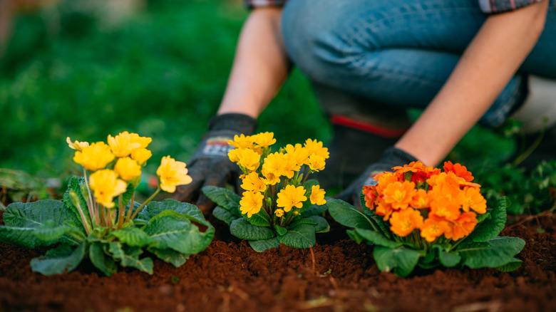 Planting flowers in soil