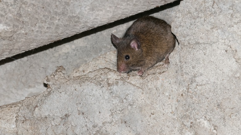 mouse against wall in shed