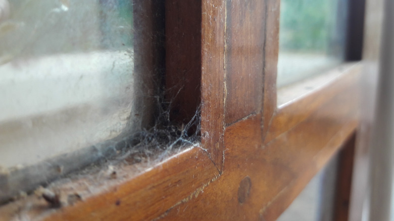 cobwebs on window