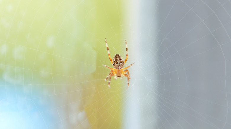 Spider crawling on window