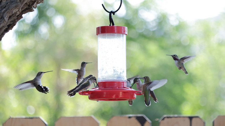 Nine hummingbirds gather around a classic red feeder