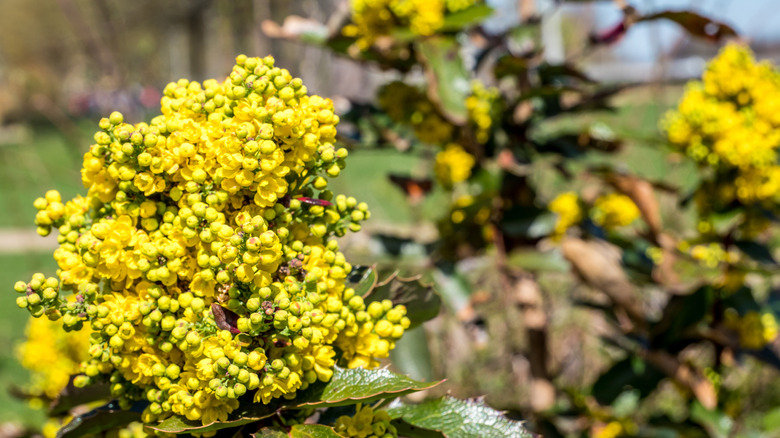 A flowering mahonia plant