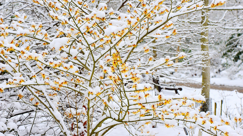 A snow-covered flowering witch hazel plant