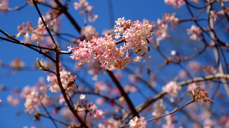 Flowering Pink Dawn bodnant viburnum