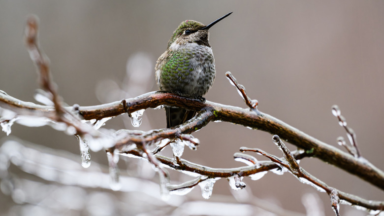 A hummingbird on a frozen tree branch