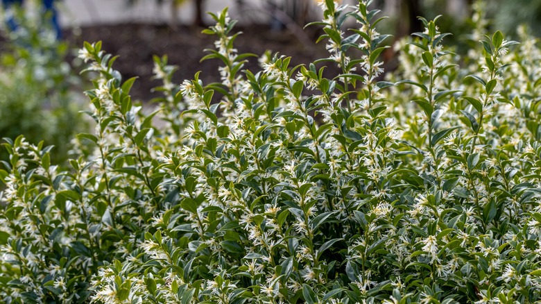 Flower sarcococca plants