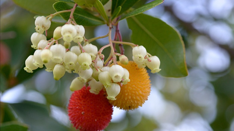 Close up of the fruit and flowers on a strawberry tree