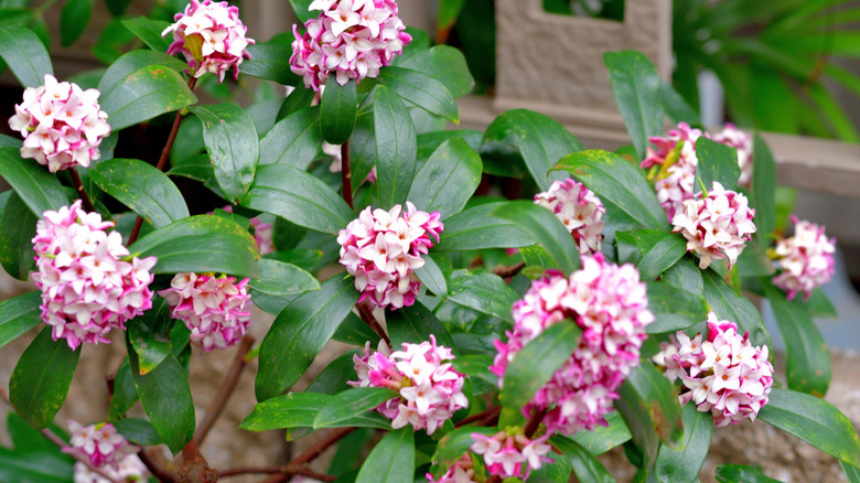 A blooming winter daphne plant