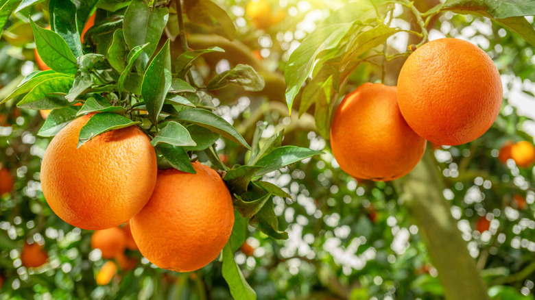 A healthy orange tree with plenty of ripe fruits