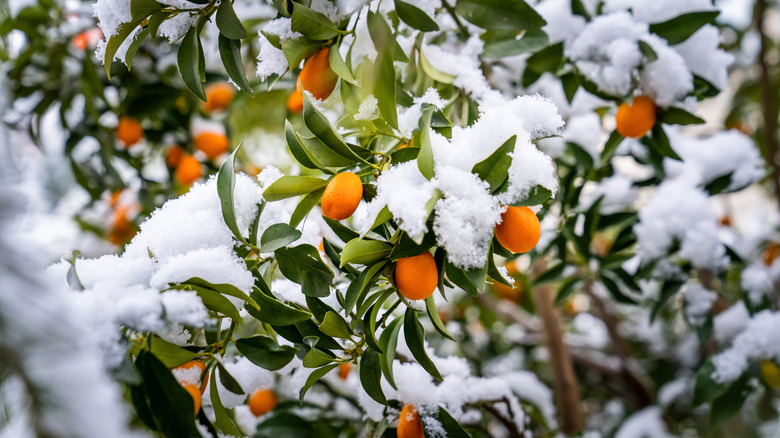 A fruit-laden kumquat tree in a snow-covered winter garden