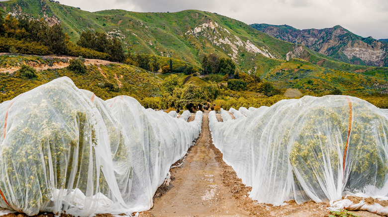 A citrus orchard with frost protection over the rows of trees