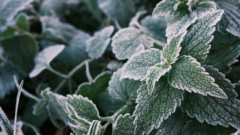 mint covered in frost outside