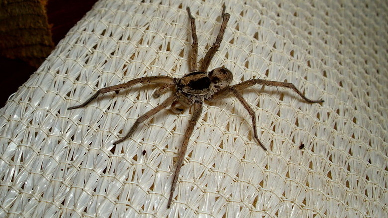 Spider crawling on wall