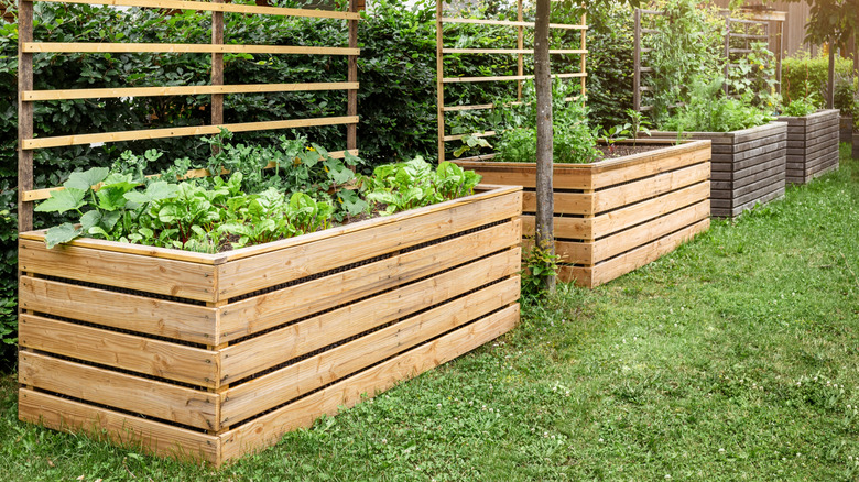 Raised wooden garden bed with plants