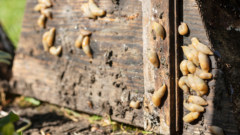 Numerous yellow slugs on old wood outdoors