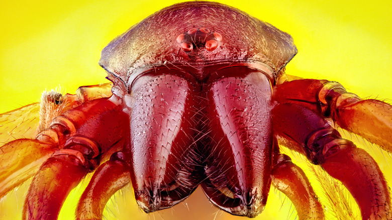 Upclose view of woodlouse spider