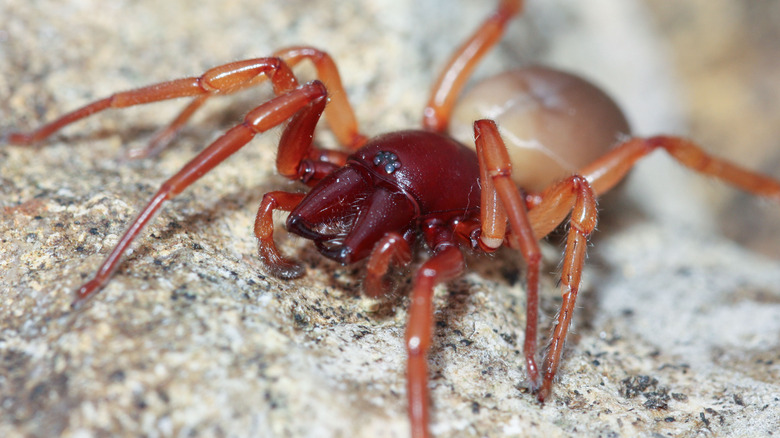 woodlouse spider on stone