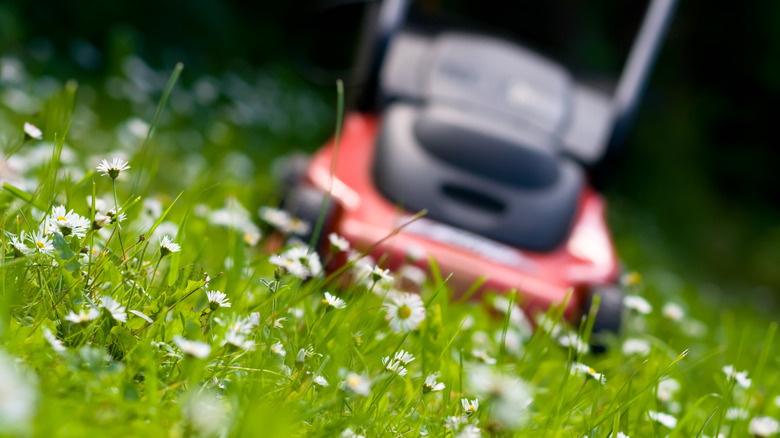 Mower on flowering lawn
