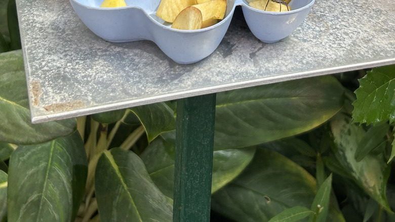 Butterflies on a bowl of apple slices and peels