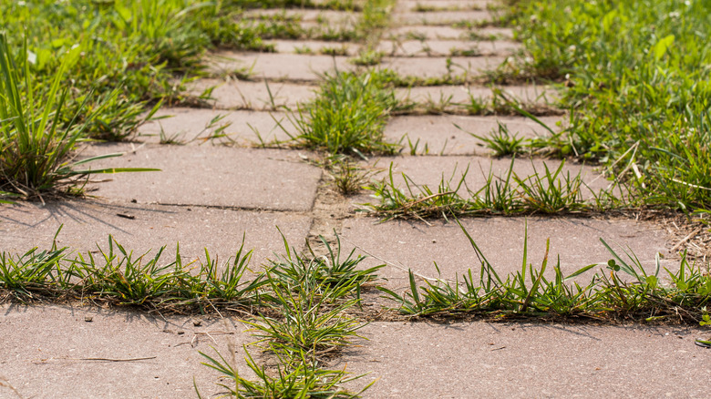 Weeds growing in walkway