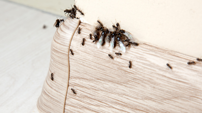 Ants on a home's baseboards