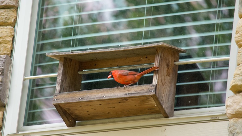 Cardinal on a sturdy window bird feeder