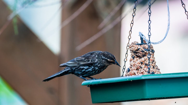 European starling perched on a feeder