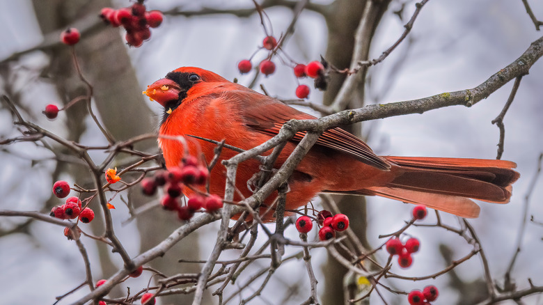 Cardinal perched among berries