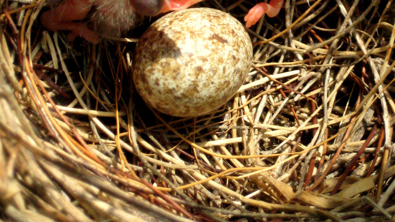 Egg in a cardinal nest