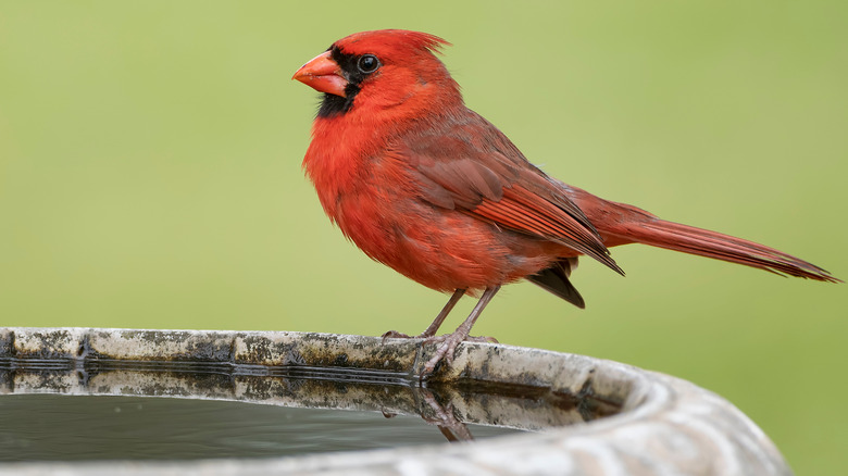 Cardinal on a bird bath