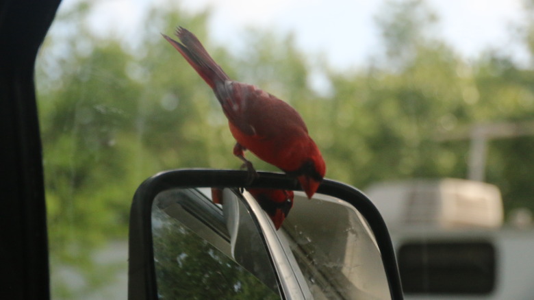 Cardinal on a car mirror