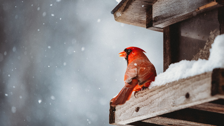 Cardinal on a bird feeder