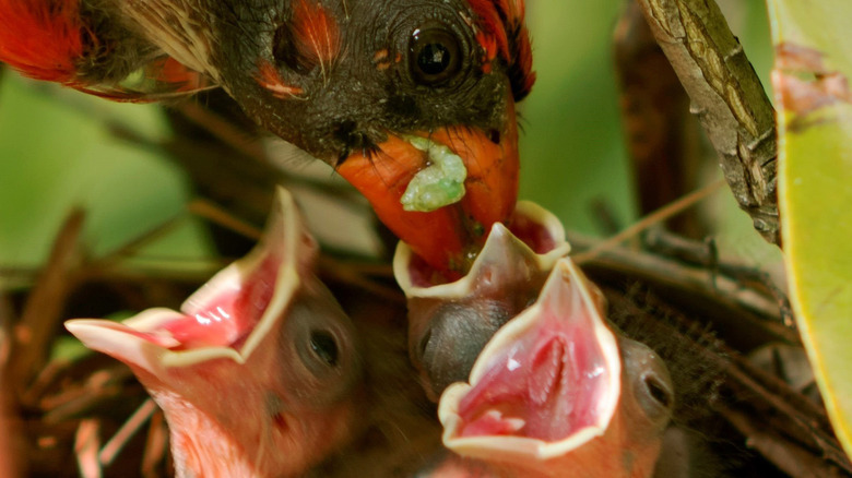 Cardinal feeding birds in nest