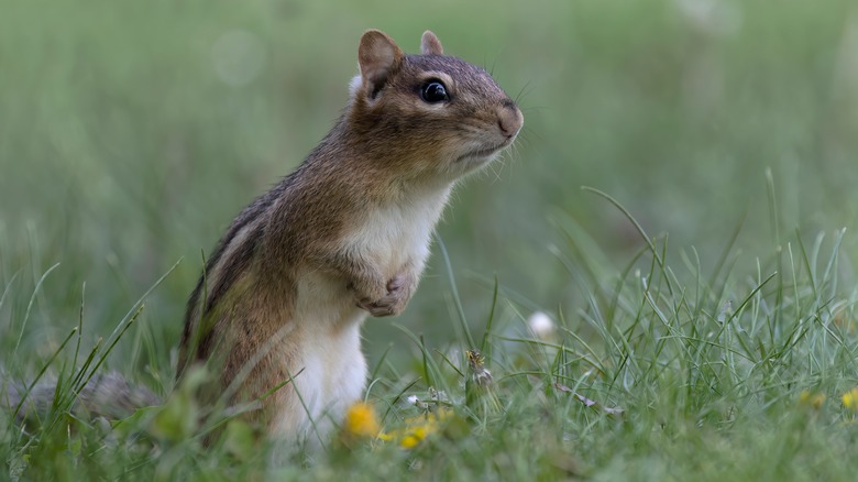 11 Reasons Cardinals Want Nothing To Do With Your Yard