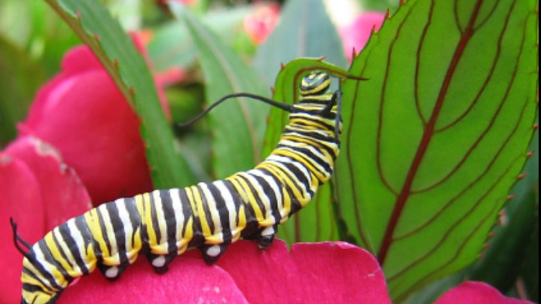 Caterpillar on a flower