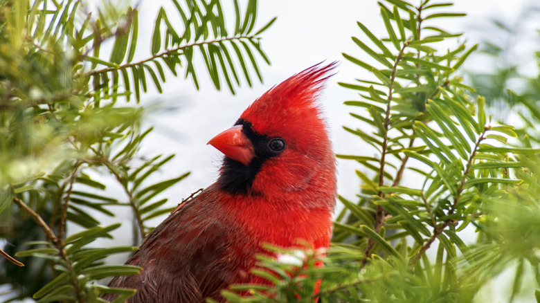 Cardinal in a bush